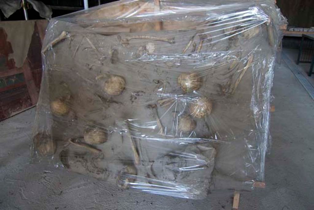 Villa dei Papiri, Herculaneum. July 2010. Reproduction resin skulls and bones, destined for the boatsheds.
Photo courtesy of Michael Binns.